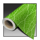 MAGINFIED LEAF COLOR