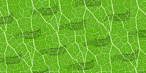 MAGINFIED LEAF COLOR