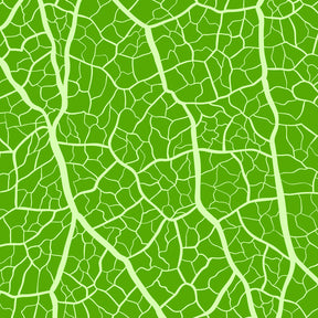 MAGINFIED LEAF COLOR
